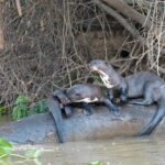 Giant otter pair